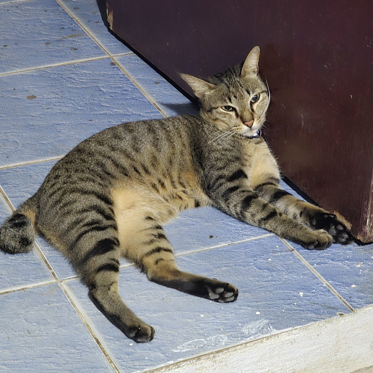 อึ่งมีขน