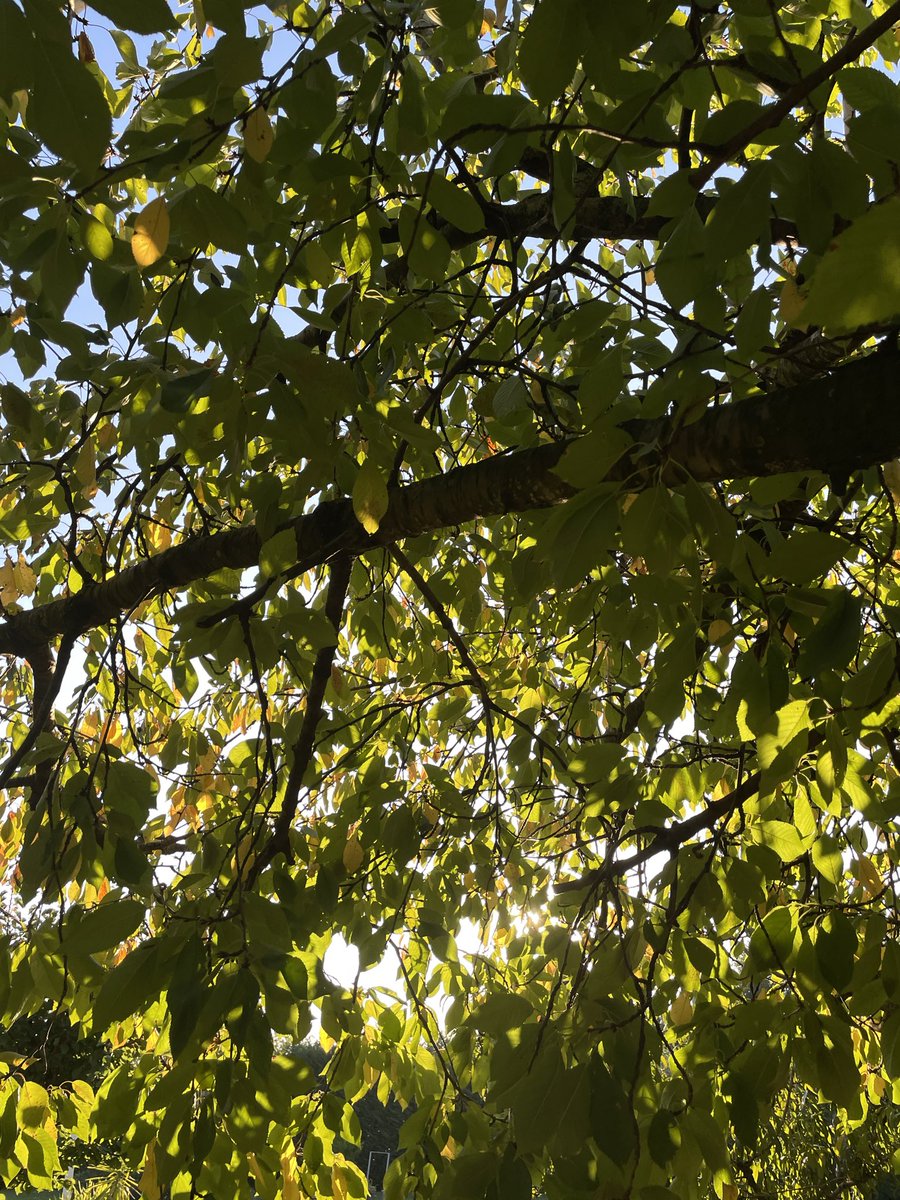 il giardino di casa mia è letteralmente un boschetto fatato