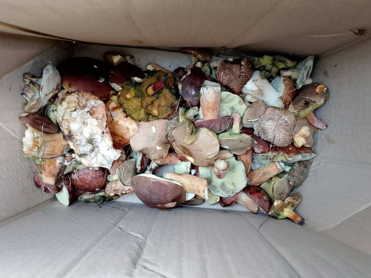 Dwie godziny łażenia po lesie... Dobrze, że w marketach za darmo kartony dają, bo wiadra rzem zapomniał zabrać🤣🤣🤣