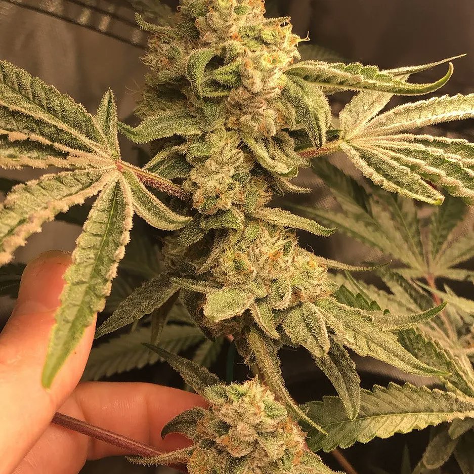 Restocktation's tweet image. Look at that structure 🤌🏼😌 #koolwhip