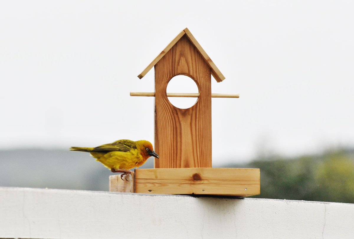 Jean Greyling tweet media