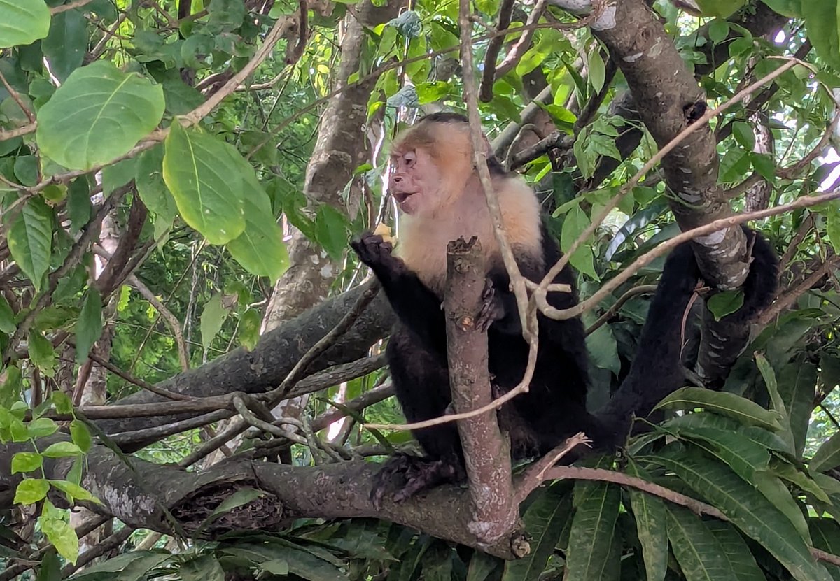 JeanSulli's tweet photo. Another Costa Rica resident enjoying his day https://t.co/lkdcF8Rsj6