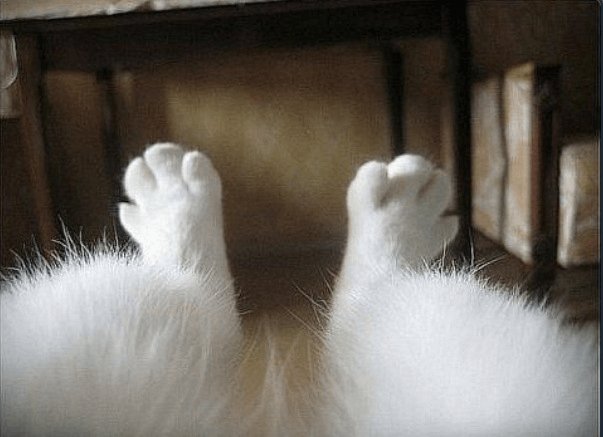 smol silly cat tweet media