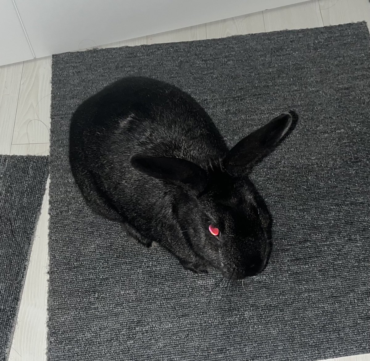 살인토끼의 눈이 형형하게 빛났다
「팟칭-」

다음날 아침, 매트리스는 변싼 채로 발견되었다