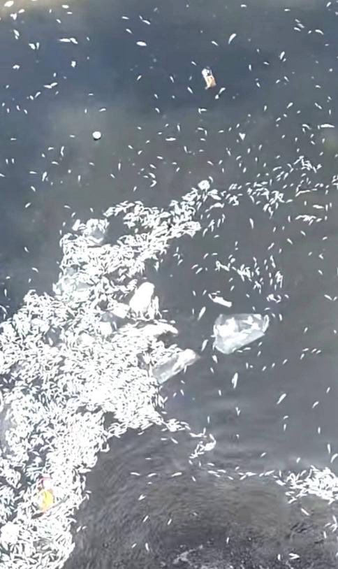 Ikan yang kemungkinan berjumlah ribuan ekor mati di alur Sungai Dengkeng, persis di bawah Bendung Tukuman, Kecamatan Cawas, Klaten. Kematian ikan massal itu diduga diracun.

"Ya dugaannya diracun tapi pelakunya siapa kita tidak tahu. Kalau benar diracun ini bisa merusak