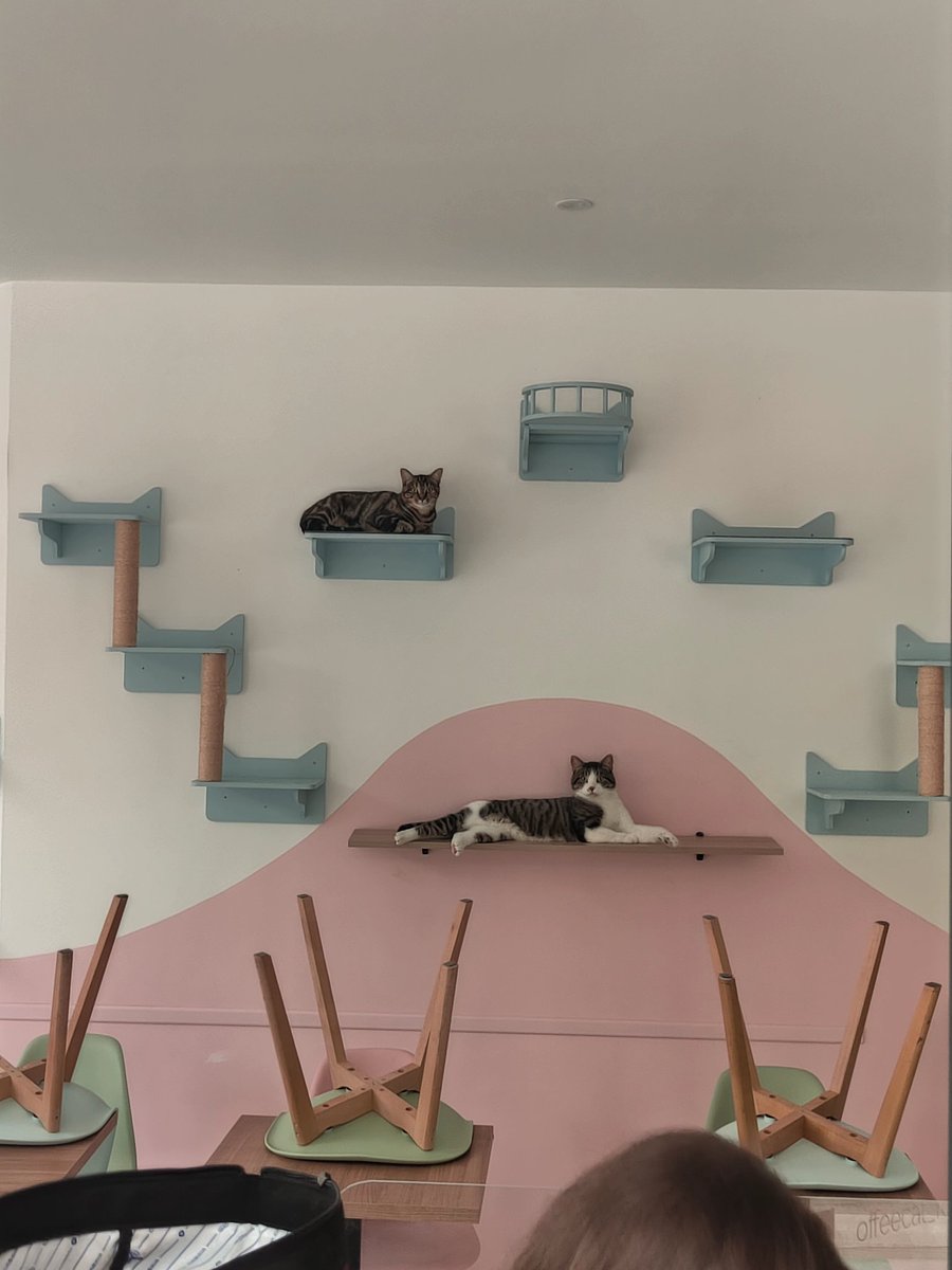 Coffee - Cat nel centro di #Rouen ospita alcuni mici di un'associazione affinché possano essere adottati ❤️