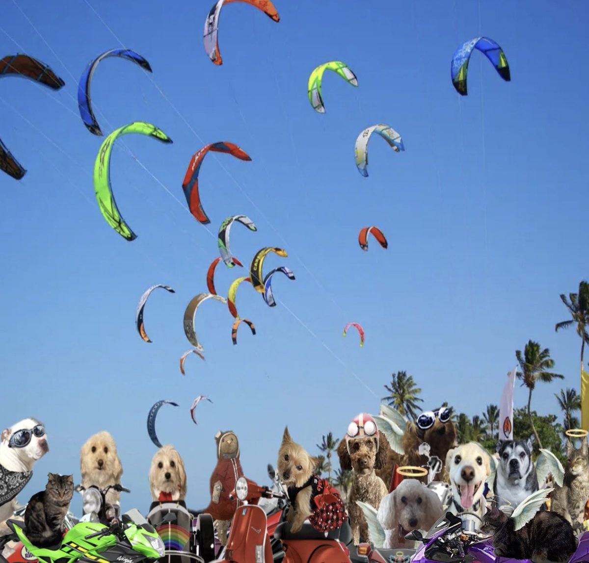 theruffriderz's tweet photo. You want another singalong? #are you ready? After 3โฆ. 1 2 3 Letโs all fly a kite๐ถ๐ถ up to the highest heights ๐ถ๐ถ hear our cats reach those hugh notes!!! #theruffriderz https://t.co/L6B0FQVgWf