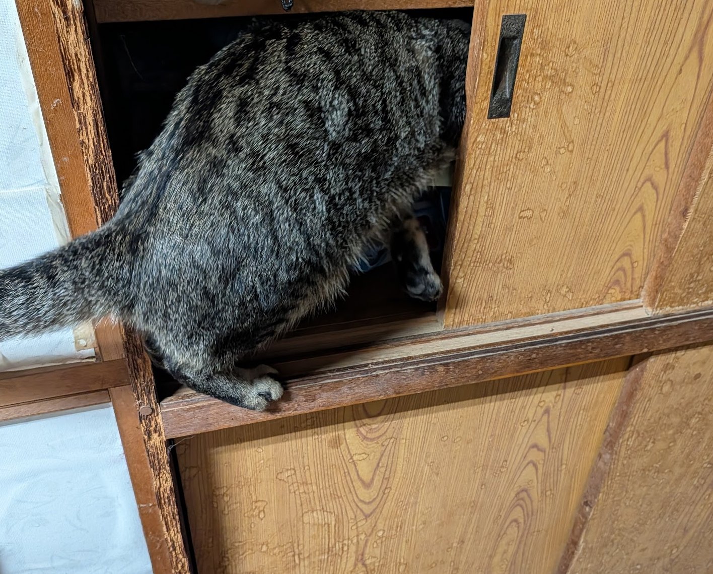 失敗される猫 hqdefault.jpg