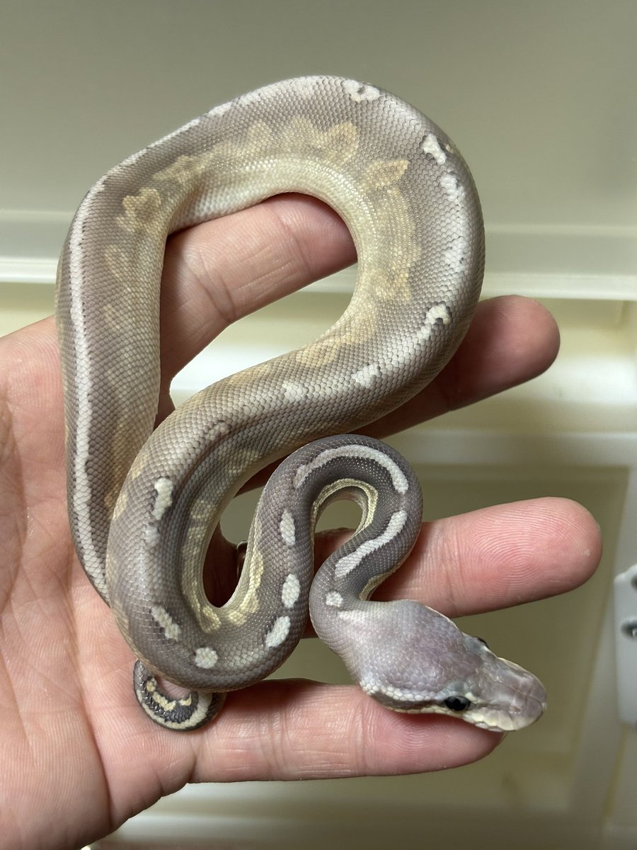 bbsmcb1's tweet image. 販売個体紹介！！
ブラックピューターモハベゴースト50%hetクラウン♂
¥50,000-

どう変化していくのか面白い個体です🙂‍↕️
お気軽にお問合せください🙇‍♂️