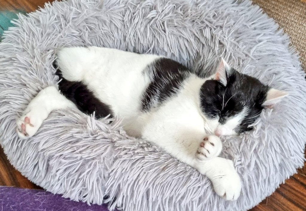 Topping up my beauty sleep!! 😻🌦️
#caturday #catnap