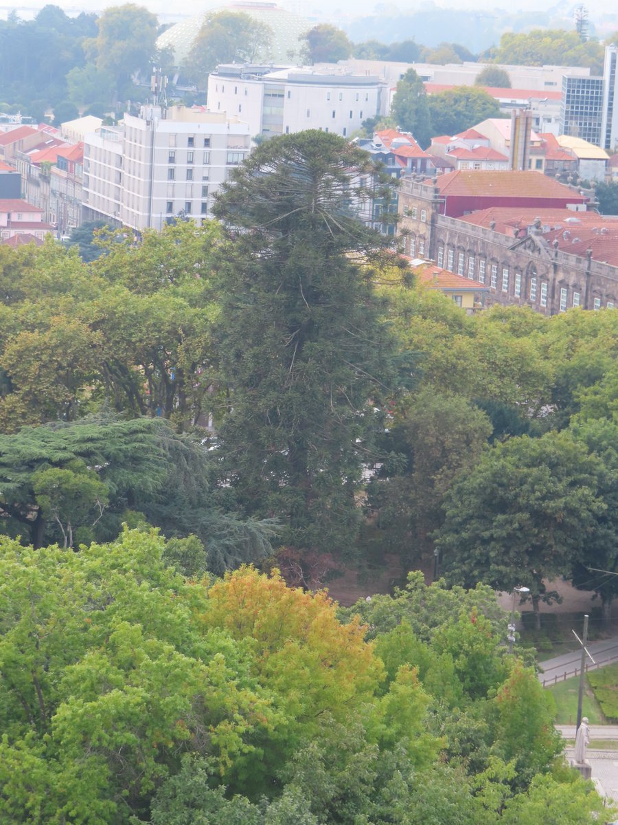 Antony Green - elections tweet media