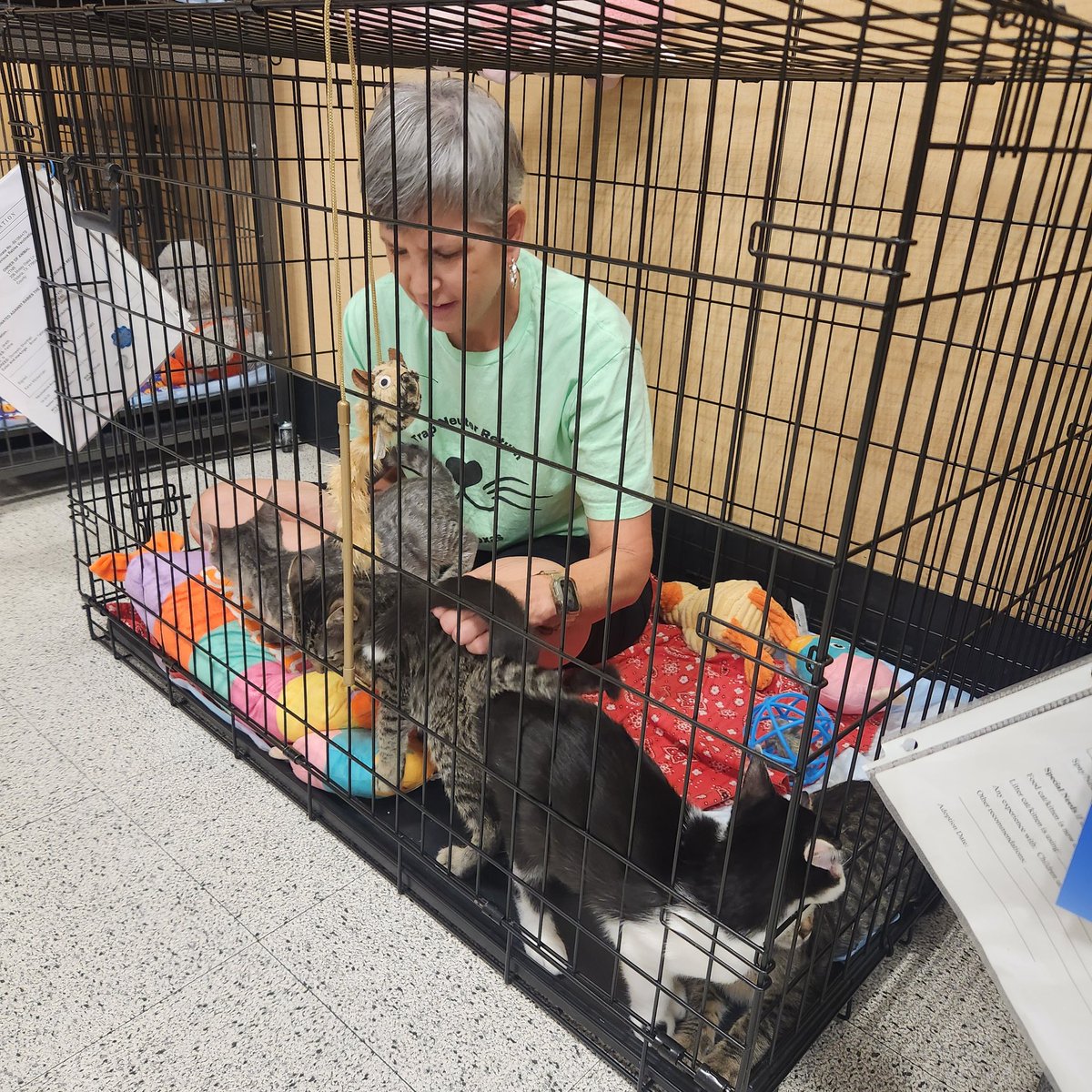 TNRVictoria's tweet photo. We do what we gotta do to get these kittens into a good home. https://t.co/iUA35zewTx