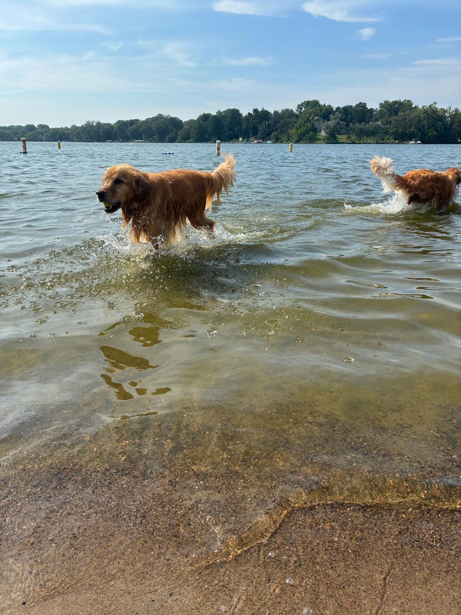 Our advocacy team recently attended the 16th annual Goldzilla event to spread awareness about #GoldiesAct! With 1,500+ attendees, 700+ dogs &amp; amazing weather, it was a perfect opportunity to share Goldie's story with fellow animal lovers. Learn more here: aspca.org/GoldiesAct
