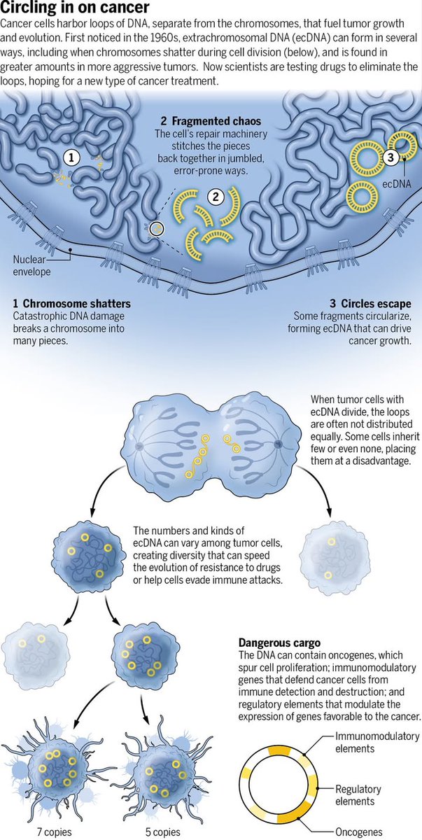 Scientist Paul Mischel is championing the importance of odd rings of DNA in tumors—and their promise as targets for cancer therapy.

Learn more: scim.ag/3K5WunA <a href="/NewsfromScience/">News from Science</a>