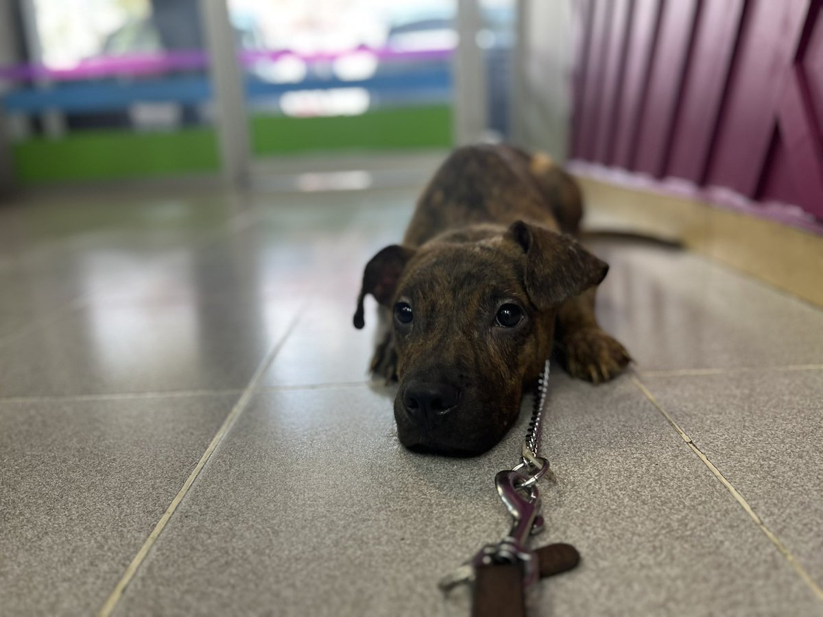 Qué difícil es no ser un perrito peludo,blanco y talla chiquitita,si no eres así nadie te quiere en su familia.💔😔

Drako sigue esperando una oportunidad.
Estamos en CDMX.