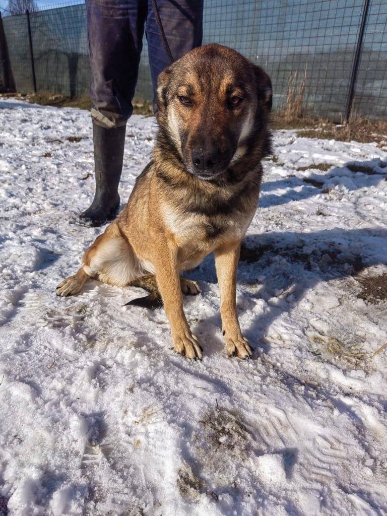 West Midlands 🐾

4 year old Annette is well-behaved, can be a bit shy with new people so would like a quiet home, but she's a gentle and calm girl worth building trust with ❤️
She can live with dogs, cats and kids 10+

Apply: pawprints2freedom.co.uk/apply