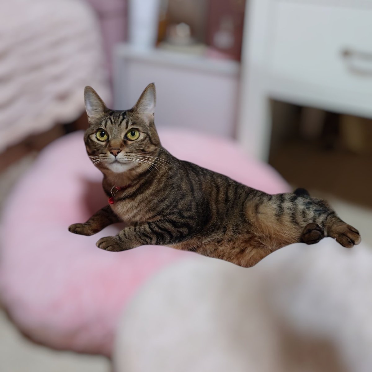 ピンクの猫 Liila600% ピンク猫 - メルカリ