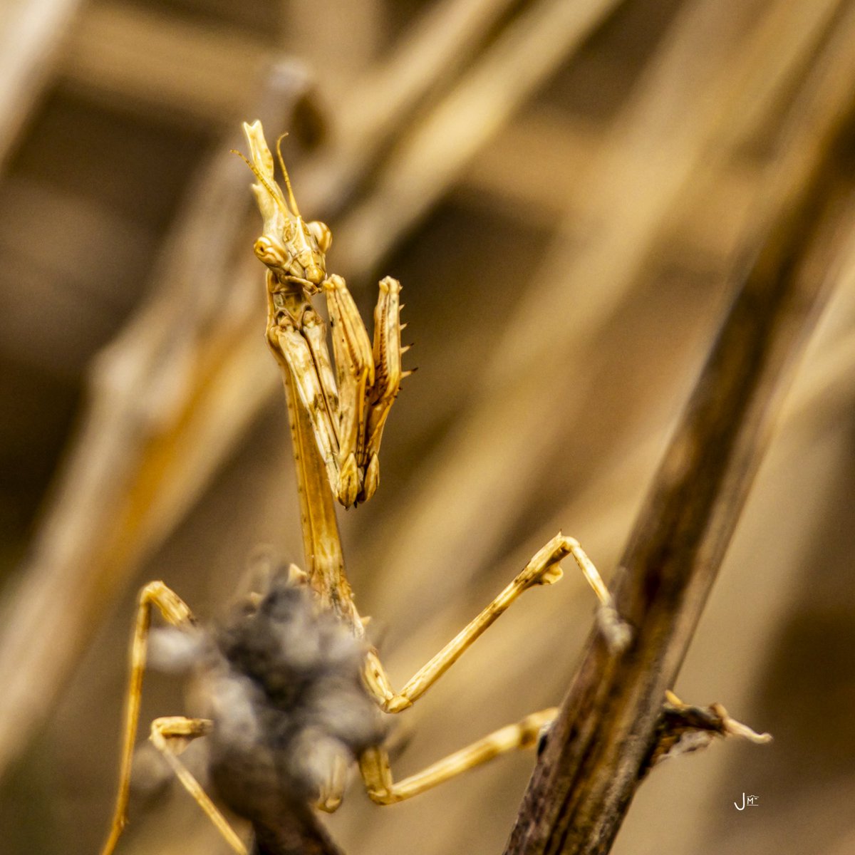 jmg1134's tweet photo. OCCITANIE, TERRE DE CONTRASTES 

Petit diablotin, aux couleurs jaunes, en mode camouflage… 

#diablotin #nature #naturephotography #wild #wildlife #wildlifephotography #occitanie #aude #photo #photography #photographie #photooftheday https://t.co/IwNLvddaNt
