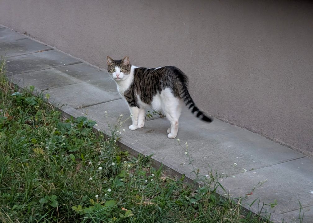 Look what an elegant kitty I have met while coming back from the @Confiturapl Conference!

Elegant #cat checking their neighborhood!