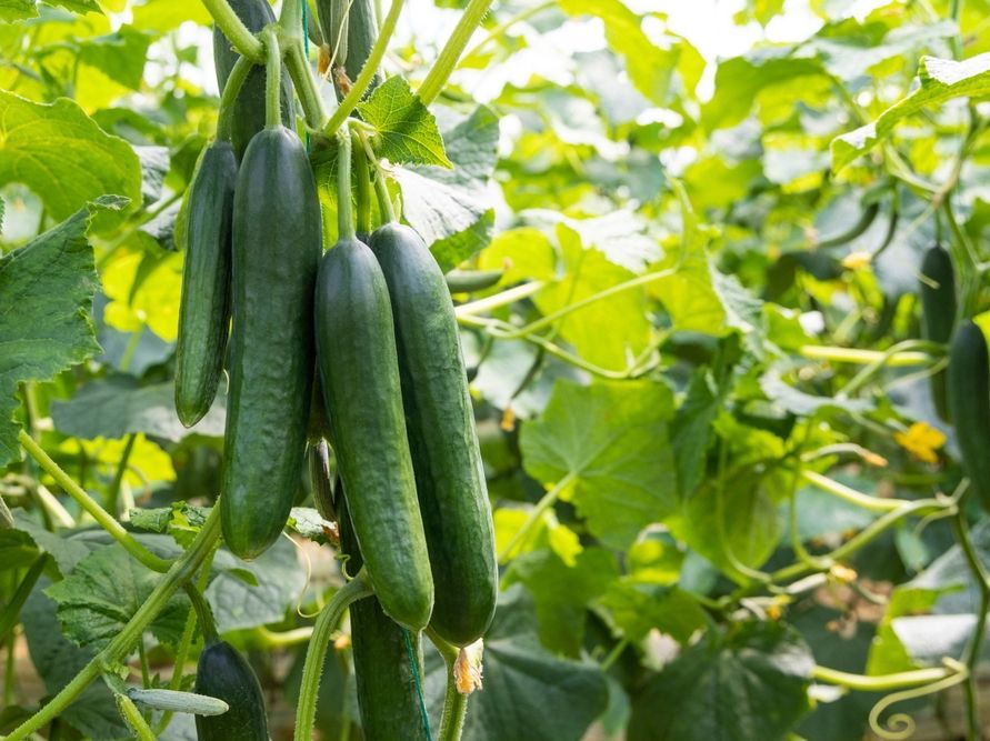 veg_plotter's tweet image. Crisp cucumbers! Top tip: grow them on a trellis to save space and get straighter fruit. Ancient Romans used special greenhouses to enjoy them year-round. For a quirky treat, try pan-frying thick slices with dill and butter for a savory side dish! #Cucumber #Gardening #Cooking