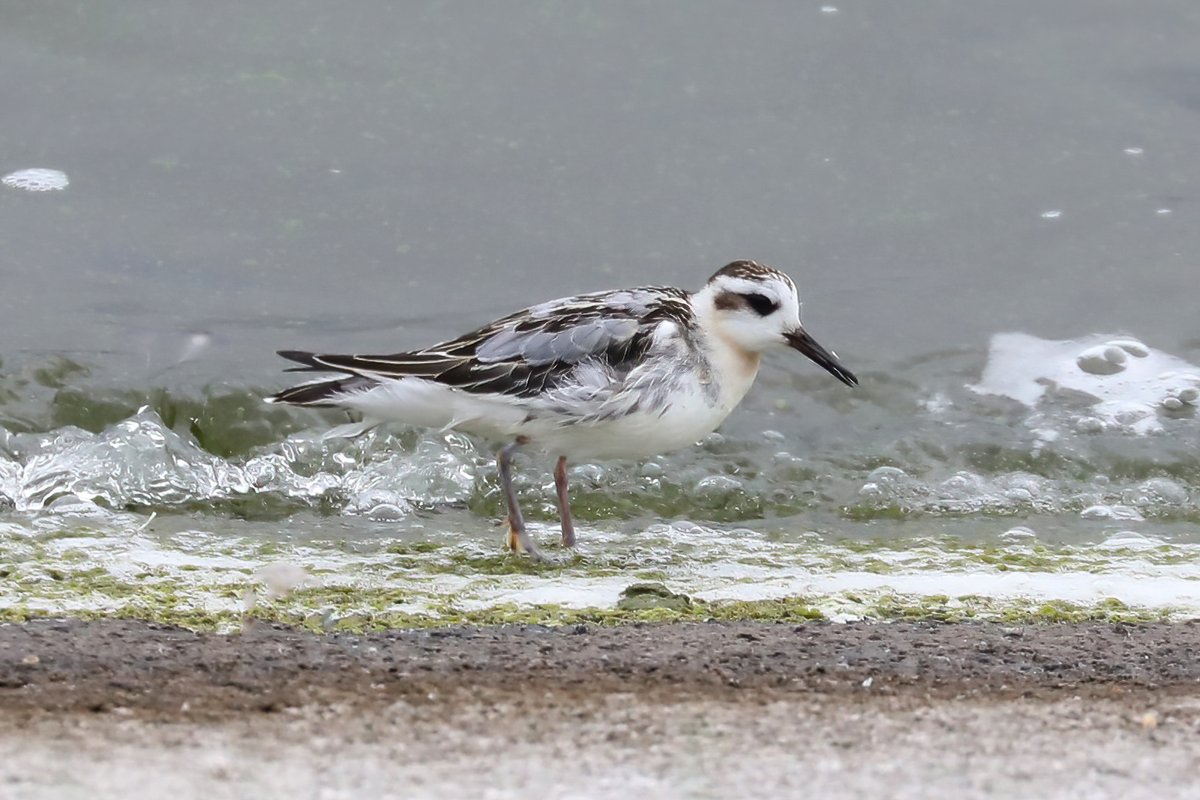 Shaun Ferguson 🇿🇦🇬🇧🏴󠁧󠁢󠁳󠁣󠁴󠁿 tweet media