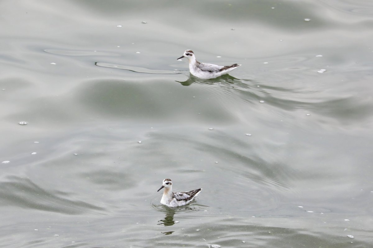 Shaun Ferguson 🇿🇦🇬🇧🏴󠁧󠁢󠁳󠁣󠁴󠁿 tweet media