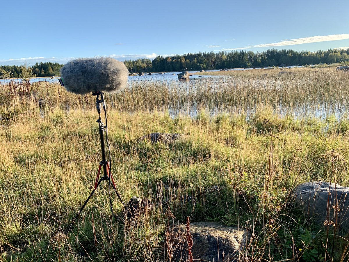 Blogbirder's tweet image. blogbirder.blogspot.com/?m=1 51 bird species recorded on the island today, an excellent start to the trip. Rook added to the island list, a local rarity.