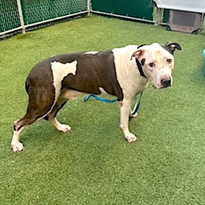 🚨 Last call for 9-y/o Clever/ Chai aka Terror, now under kill command w/o ever being listed. So scared he is hurting himself in his kennel &amp; too afraid to walk on his own. Found outside a park early Sept. His owner knows he is there &amp; has not picked him up. He is neutered.