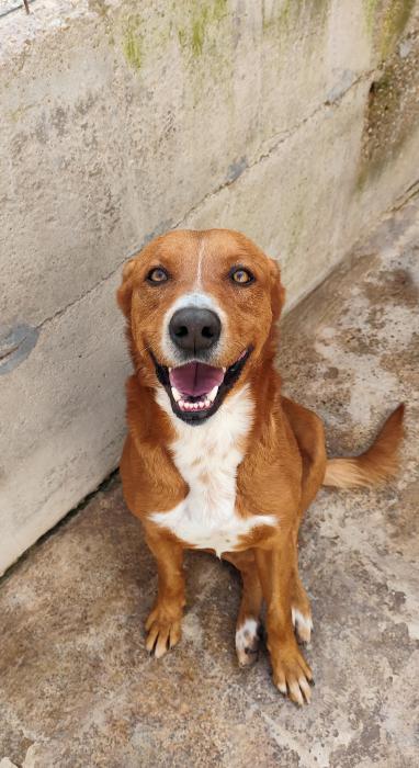 Protectora de animales SVPAP tweet media