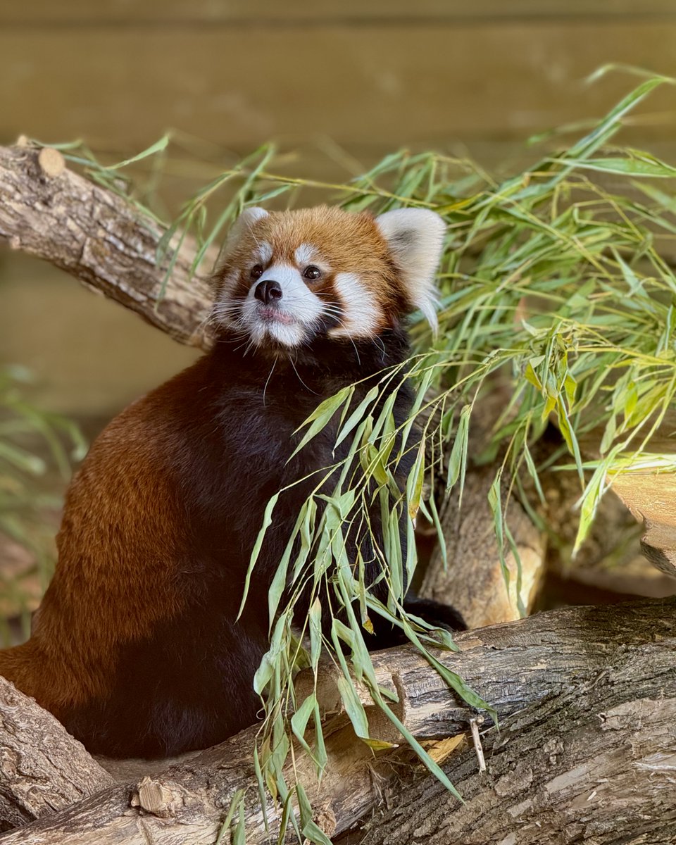 Utah's Hogle Zoo tweet media
