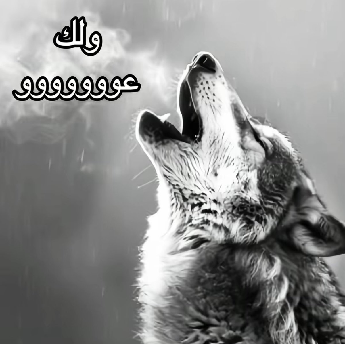 رجع الدوام رجعت العبوديه