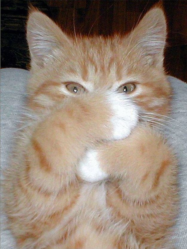 Cat is Amazing 🐈‍⬛ (@amazingcatss) on Twitter photo 
