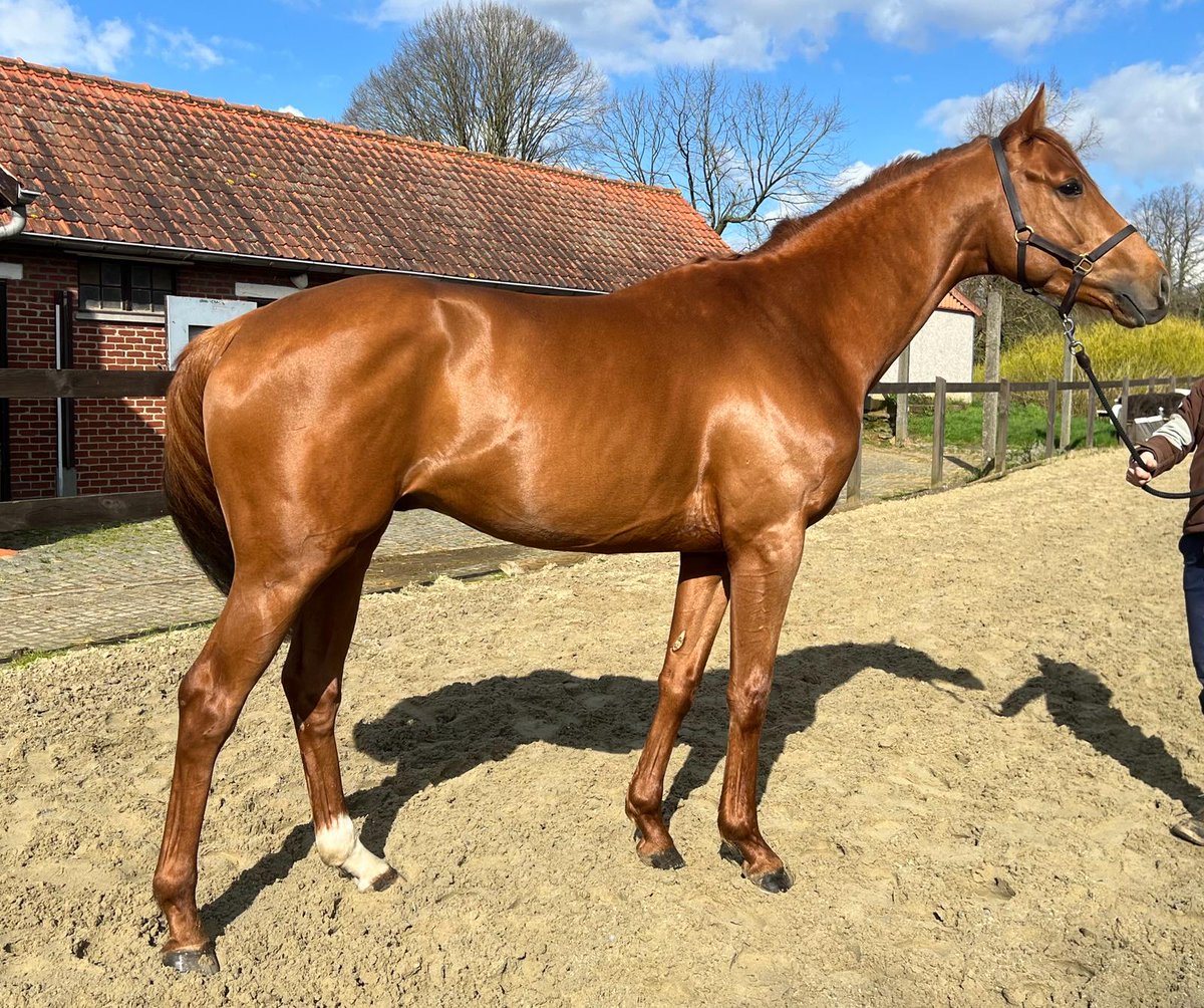 🏆 BEST OF BLUE, 4yo colt by BRAVE MANSONNIEN from NEXT BEST, wins a bumper with Maxence Marquette at #RoyanLaPalmyre 🇨🇵 for his 1st start, trained by Fabien Jollivet

🟢💚 NEXT BEST sister of Listed winners NICKELLE, N'OUBLIE JAMAIS, NID D'AMOUR

➡️ Family of NO RISK AT ALL