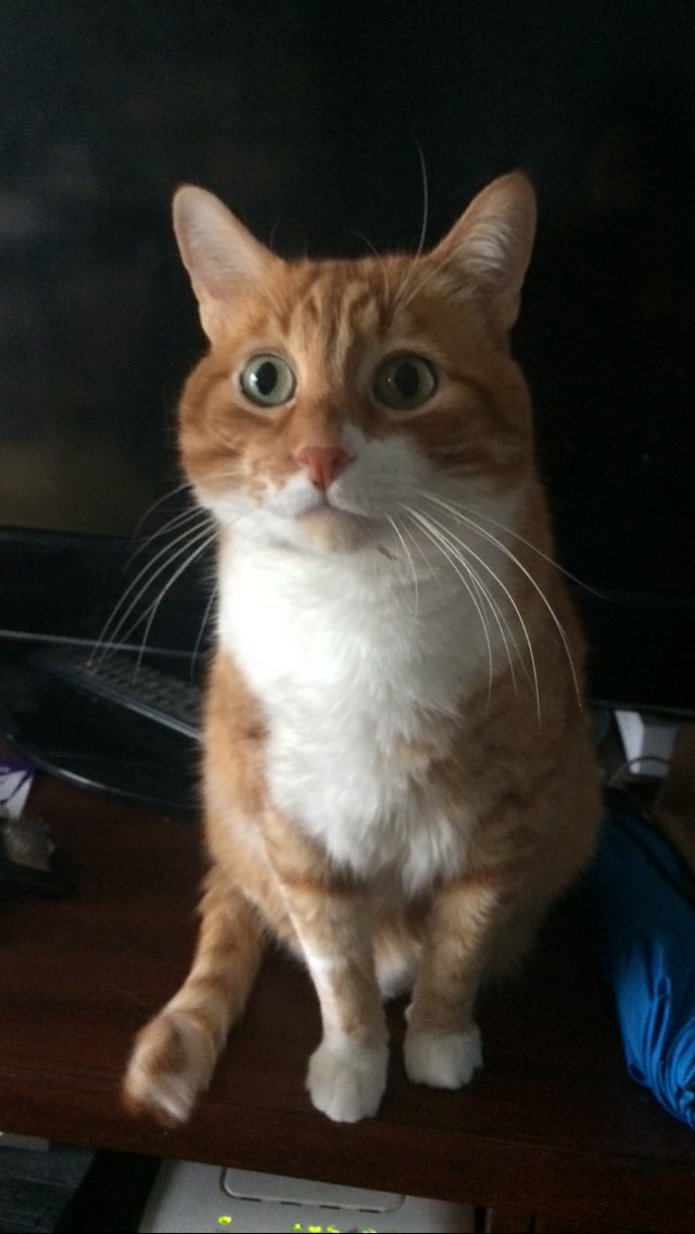Mónica Basterrechea (@mbasterrechea) on Twitter photo Hoy hace dieciocho años que me encontré a mi gato, que era una bolita de pelo asustada y minúscula, entre las plantas de la entrada de mi casa. Dieciocho años que he tenido la suerte de compartir con el mejor gato del mundo (ojalá sean unos cuantos más). Lo quiero infinito. Hoy hace dieciocho años que me encontré a mi gato, que era una bolita de pelo asustada y minúscula, entre las plantas de la entrada de mi casa. Dieciocho años que he tenido la suerte de compartir con el mejor gato del mundo (ojalá sean unos cuantos más). Lo quiero infinito.