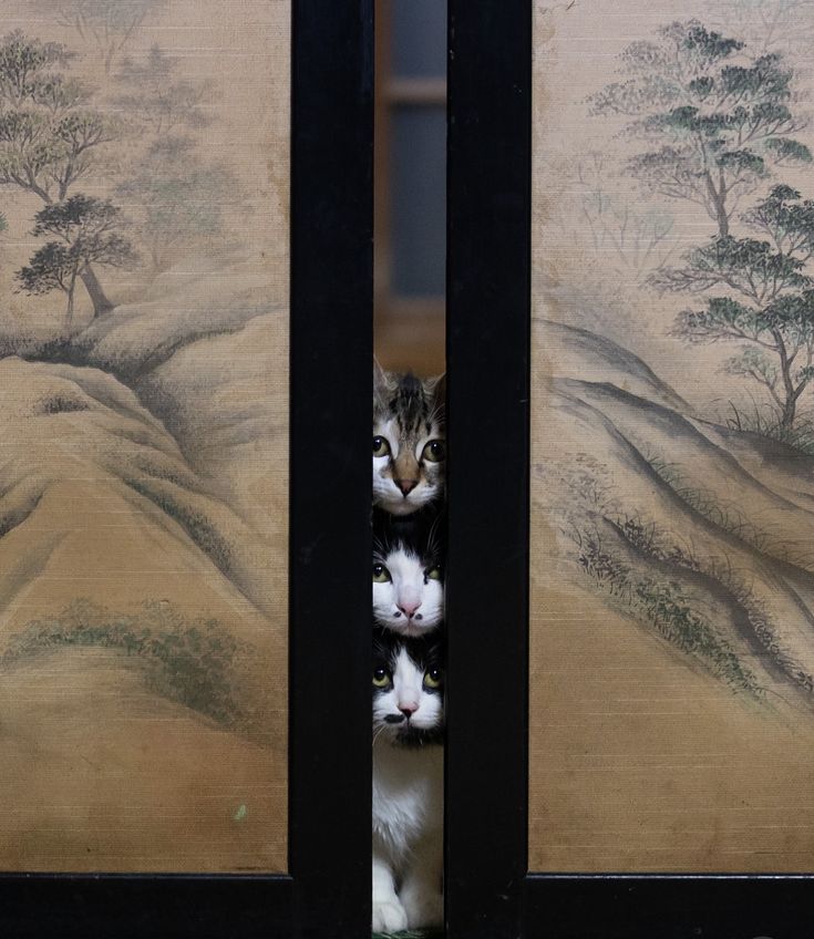 Cat is Amazing 🐈‍⬛ (@amazingcatss) on Twitter photo 