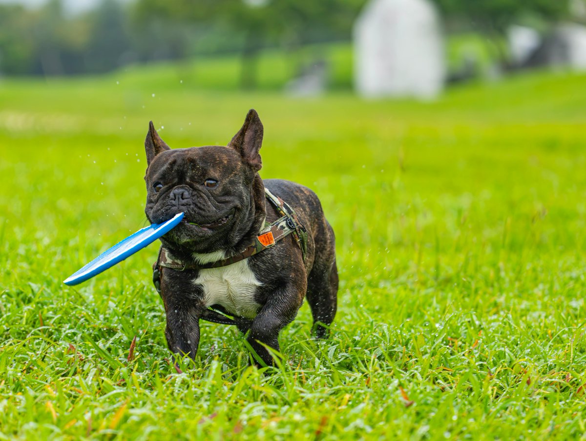 k9_essentials's tweet image. Sunday Funday 🐶✨ Shop Elite K9 Essentials for frisbees, toss &amp;amp; fetch toys &amp;amp; more

 elitek9essentials.com 

#EliteK9Essentials #SundayFunday #FetchFun #HappyTails #SpoilYourDog #DogMomLife #FurBabyJoy #PlayWithPups #WeekendVibes #DogLovers