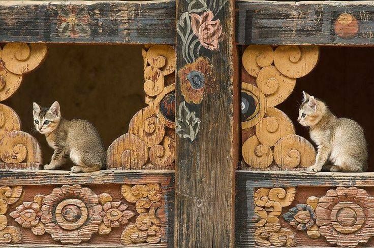Cat is Amazing 🐈‍⬛ (@amazingcatss) on Twitter photo 