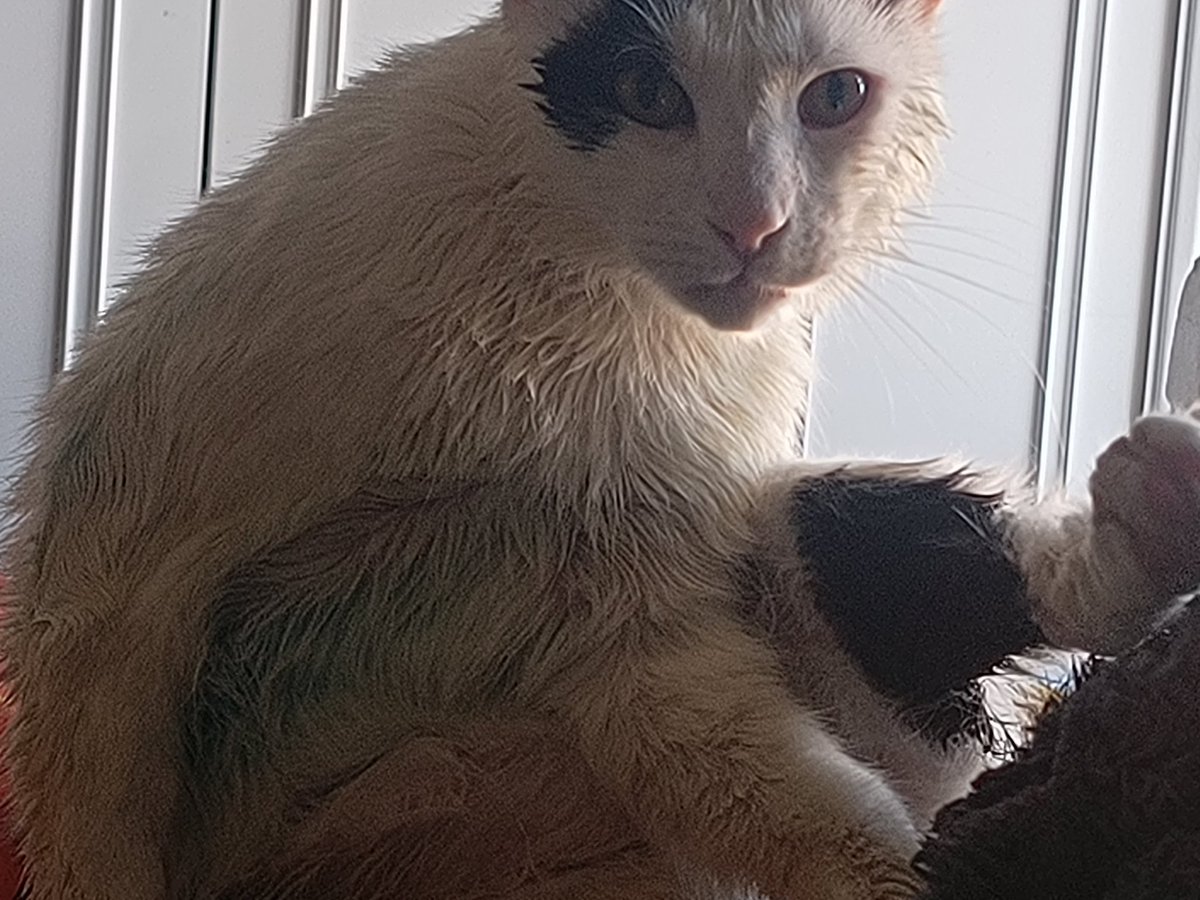 CharlesProfe's tweet photo. Hoy ha sido el primer baño de Haru porque se había manchado de pintura. Le he frotado hasta que no salía más aunque sigue azul por la barriguita. No le gusta el agua ha ido mucho mejor de lo que esperaba.  

La confianza absoluta que tiene en mí nunca dejará de sorprenderme. https://t.co/3uuYhQrEXm