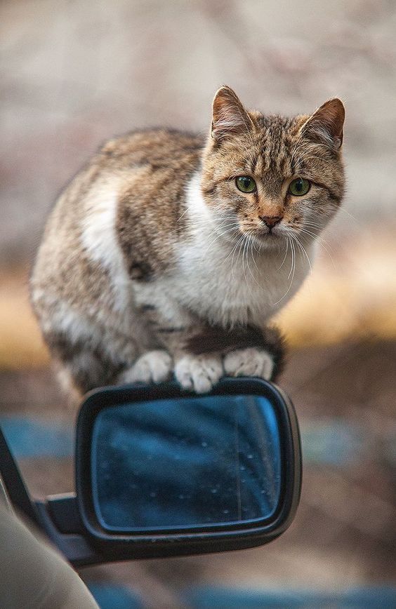 Cat is Amazing 🐈‍⬛ (@amazingcatss) on Twitter photo 