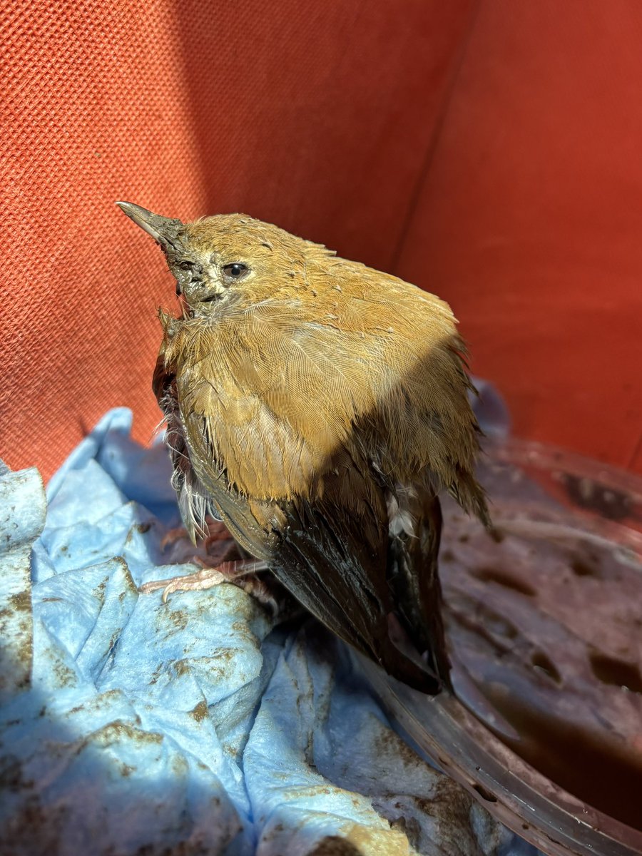 BirdNerdNYC's tweet photo. Pulled a Veery from the Dell Water mud where it was trapped up to its neck. It seemed uninjured - we successfully transported to Wild Bird Fund for cleaning. Hoping this update gets to the other birders who helped save this little guy earlier today ❤️‍🩹@BirdBrklyn @BirdCentralPark https://t.co/stz6ulkg6X
