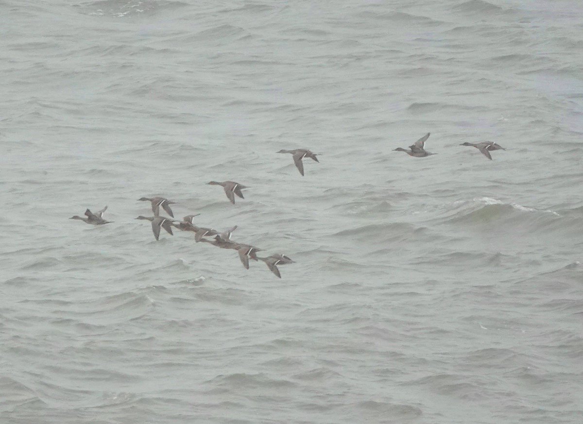 Long Nab Birder🇺🇦 (@addeynick) on Twitter photo A good movement of Pintail this morning, a total of 29 north.
#longnab #scarborough
<a href="/nybirdnews/">NorthYorksBirdNews</a> A good movement of Pintail this morning, a total of 29 north.
#longnab #scarborough
<a href="/nybirdnews/">NorthYorksBirdNews</a>