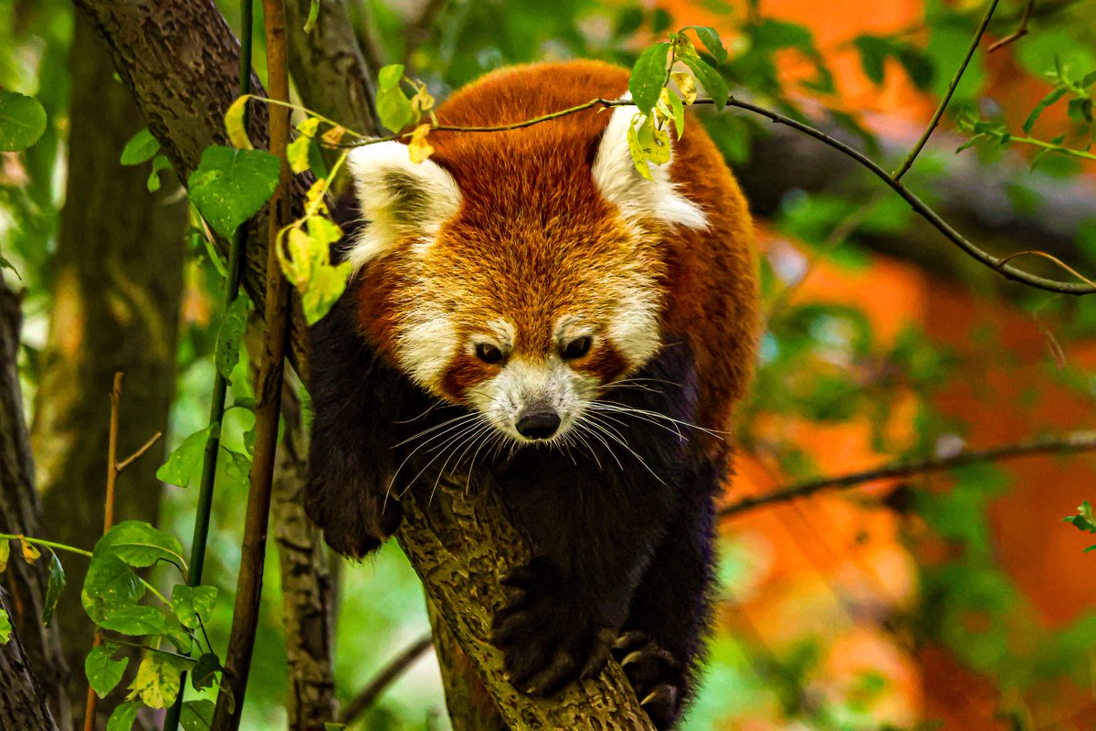dinobreezy's tweet photo. Today it's International Red Panda Day!
#RedPandaDay #RedPandaDay2025 #redpanda #lesserpanda #AilurusFulgens #photography #gknfotografie https://t.co/QPoxqfSljJ