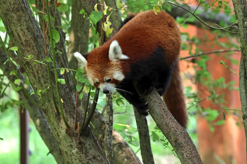 dinobreezy's tweet photo. Today it's International Red Panda Day!
#RedPandaDay #RedPandaDay2025 #redpanda #lesserpanda #AilurusFulgens #photography #gknfotografie https://t.co/QPoxqfSljJ