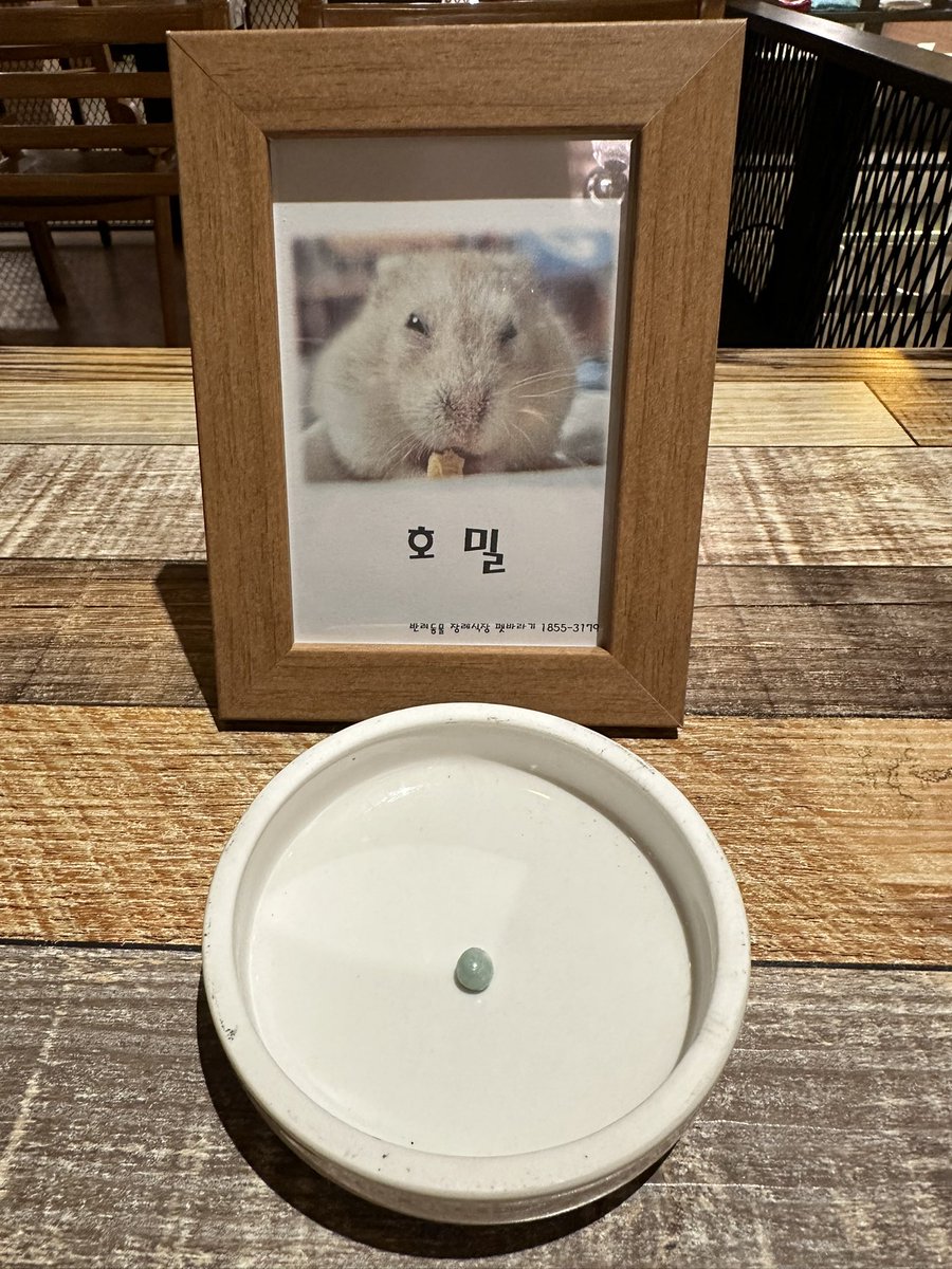 햄스터마다 가진 색이 달랐어
이브도 호밀이도
보고싶다 무지개다리 건너는 행복하니