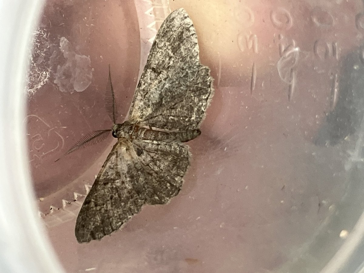 Hi <a href="/MOTHIDUK/">UK Moth Identification</a> these four for help with please. Last two probably too faded