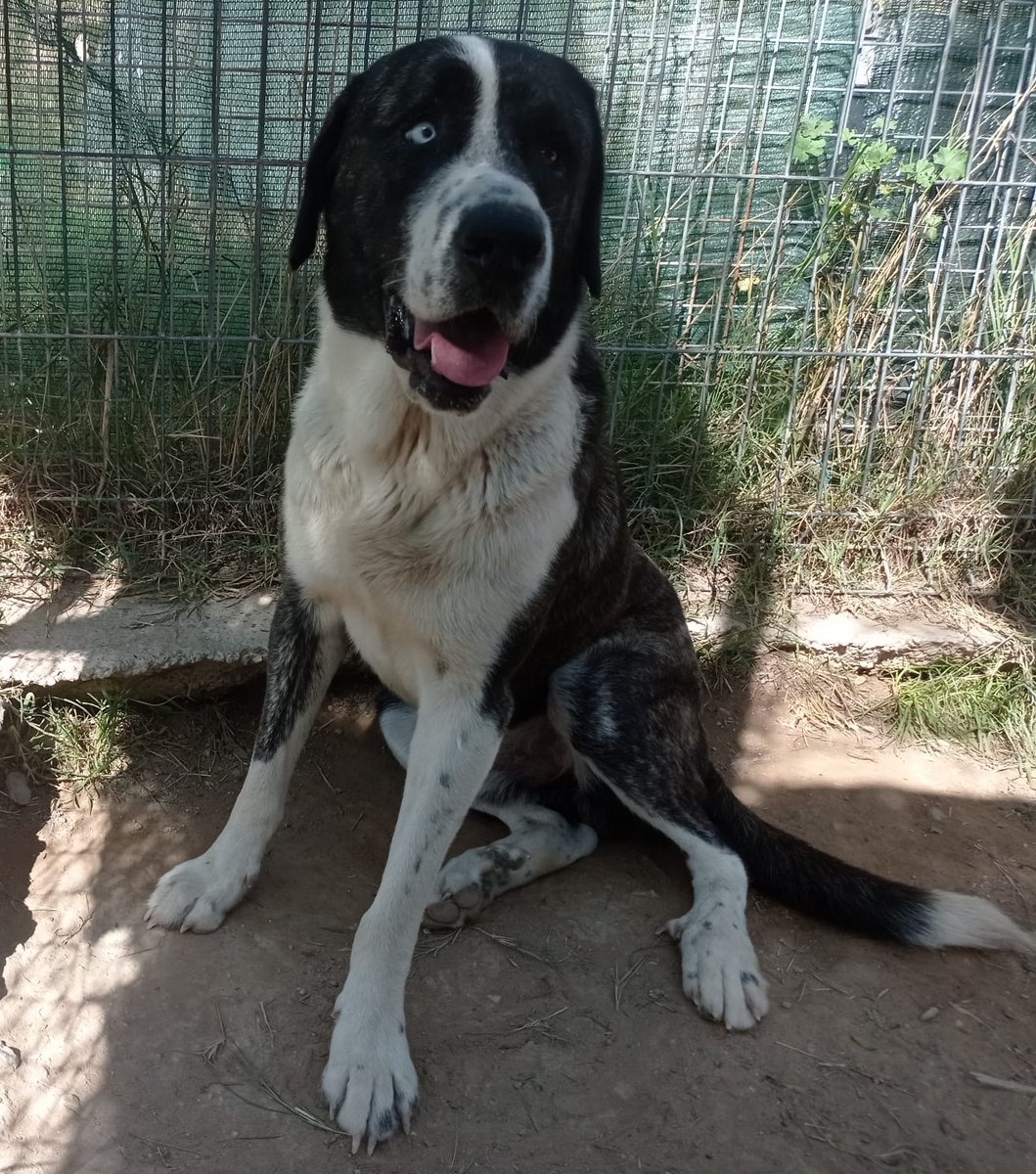 elsquissos's tweet photo. ❤️ JAUME EN ADOPCIÓ 

Us en recordeu d'ell? És el gosset rescatat... I ja està preparat per trobar família!
És creuat de mastí i és superbo!! És noble i afectuós i es deixa manipular molt bé 
Un amor de vida! 
Veniu-lo a conèixer, no us en penedireu! https://t.co/roXfofs5F9