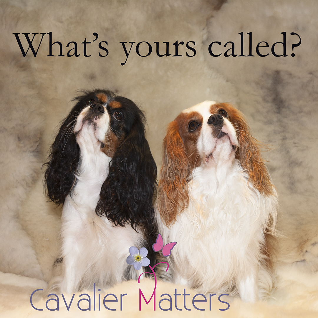 CavalierMatters's tweet photo. Dog'sTrust in the UK recently carried out a survey. 

423,175 dogs were included - these were the top 10 names for males and females of the dogs surveyed. 

Is your Cavalier in this top 10, or does yours have an unusual name? 

#CKCS #Cavalier #DogsOfTwitter #DogName https://t.co/BFfi3G4lN9