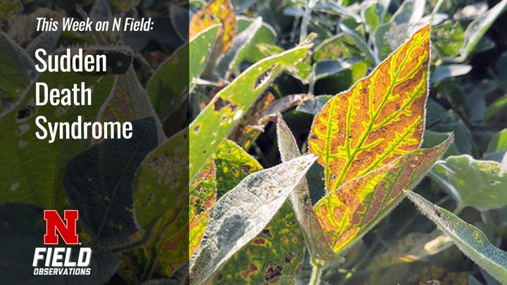 UNL_CropWatch's tweet image. Yellowing between leaf veins & root rot? @UNLExtension Plant Pathologist Dylan Mangel explains how to confirm Sudden Death Syndrome & plan for resistant varieties in 2026. buff.ly/4FIeW7T 
#NebExt #nebraskaag #agtwitter #soybean #cropdisease #ag @NFieldObs