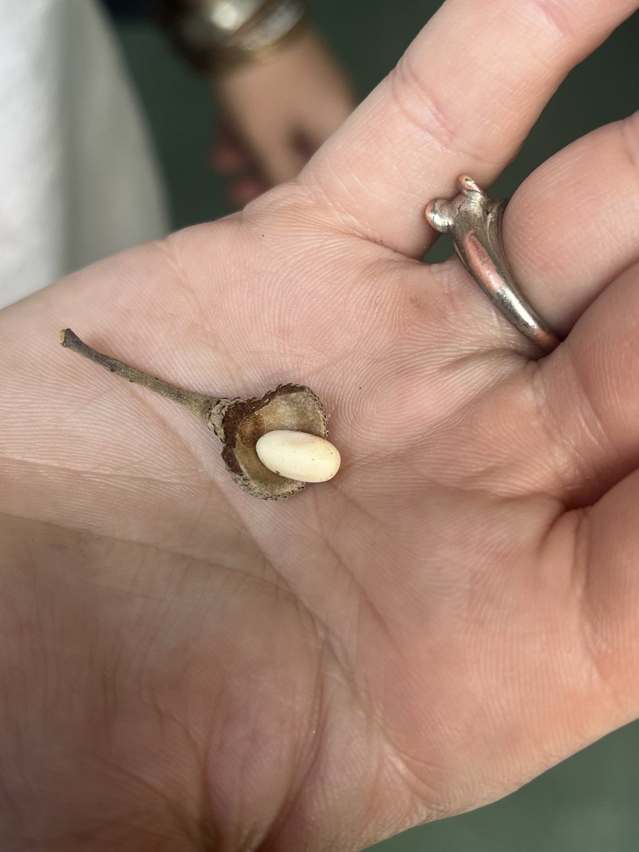 Lizard egg I hope it hatches I put it in my plant so it’s safe.