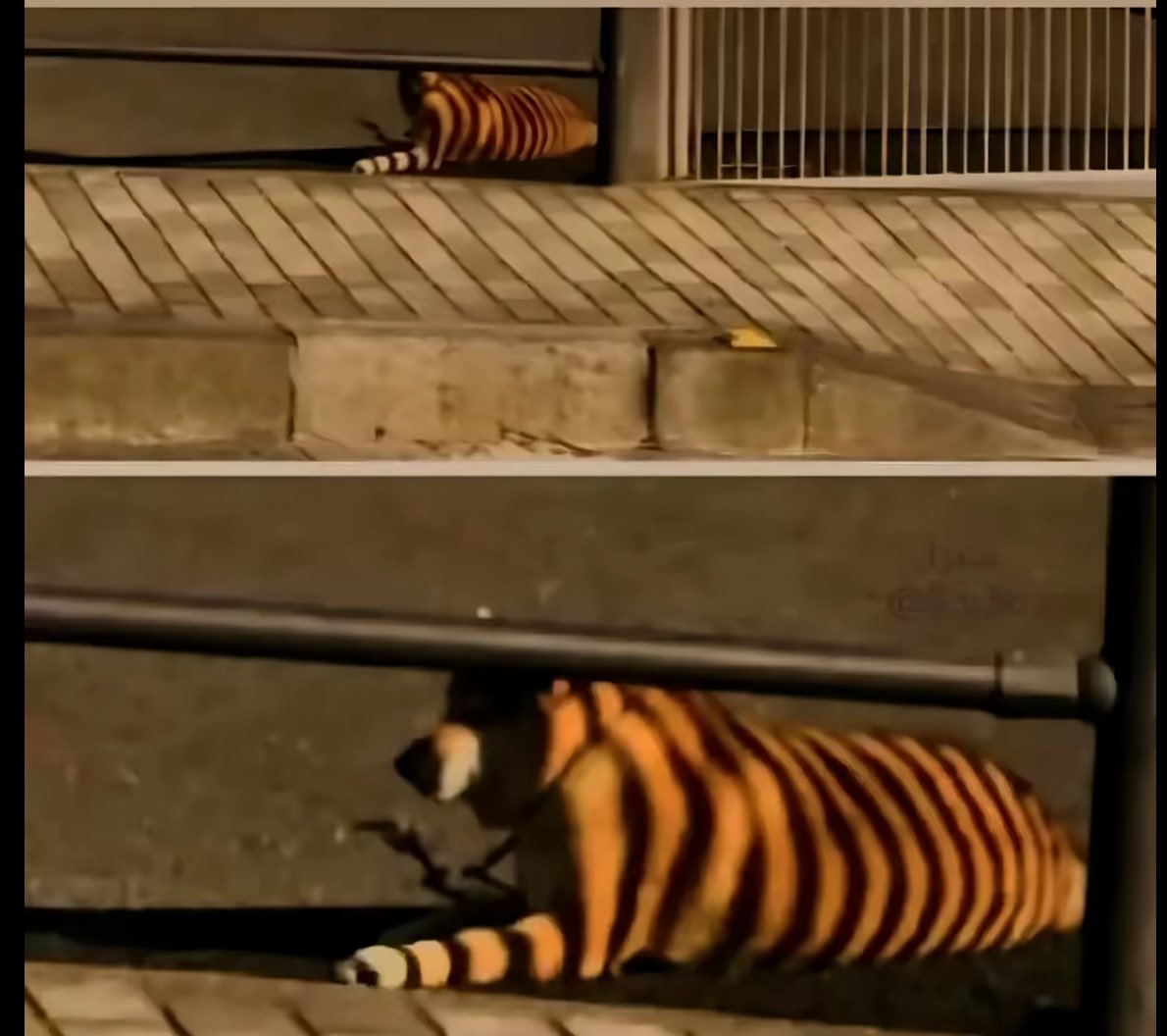 سوف يختفي هذا الظل وستعود كلباً كما كنت